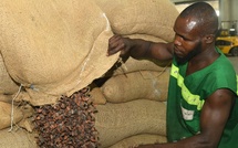 Cacao ivoirien : déploiement de 100 agents pour la traçabilité sociale