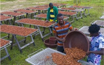 Côte d’Ivoire-Ghana : l’alerte sur la baisse de la teneur en cacao dans le chocolat