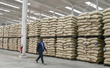 Prix du cacao en Côte d’Ivoire : le maintien à 1 200 FCFA divise les producteurs