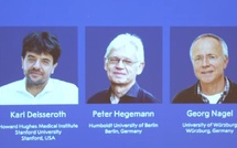 Prix Nobel de médecine 2026 : Deisseroth, Hegemann et Nagel récompensés pour leurs travaux sur l’optogénétique